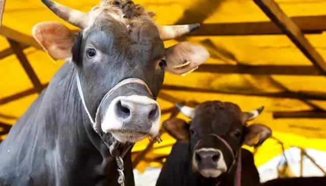 Kurban vekâlet ücretleri açıklandı
